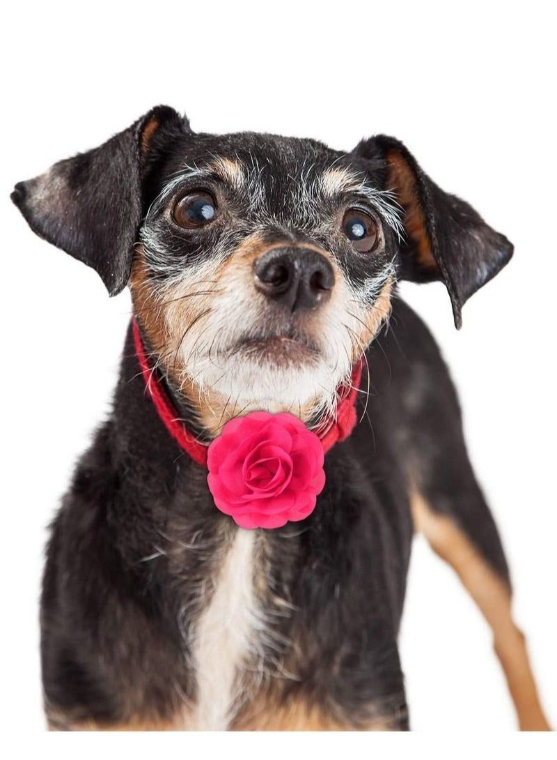 4 Pieces Dog Flower Bow Collar Multicolored Pet Bow Collar Dog Charms Flower Set for Puppy Dog Collar Cat Pet Grooming Accessories - Image 2