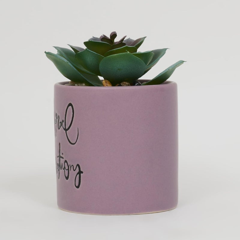 Home Centre Home Centre Garnet Garden Artificial Succulent in Ceramic Planter  - Image 5