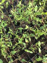 SelfLine نبات مهيتي ماني الداخلي 1 نبات موتيا صحي - Image 2