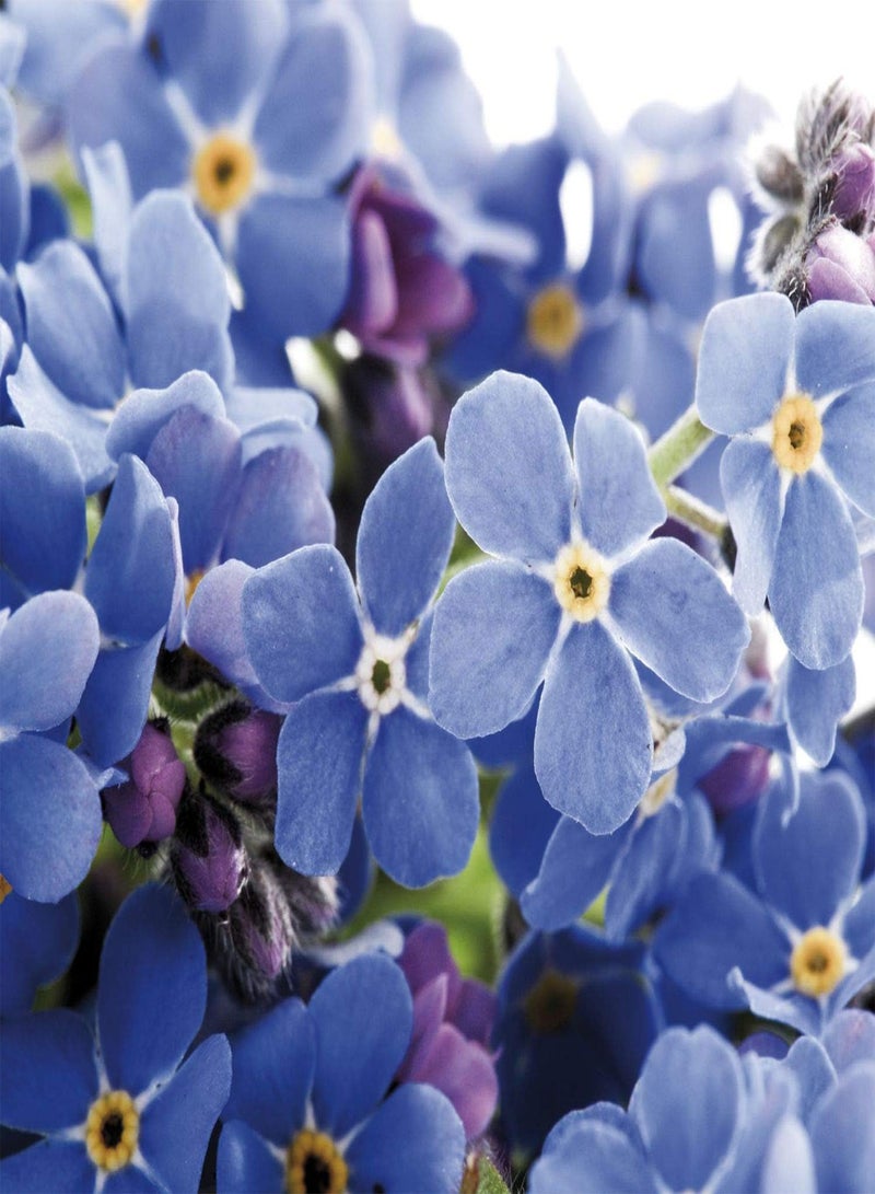 جي جوت أكثر من 100 بذرة من زهرة "لا تنساني" (Cynoglossum amabile) غير المعدلة وراثيًا، زهرة زرقاء للزراعة في حديقة المنزل - Image 1