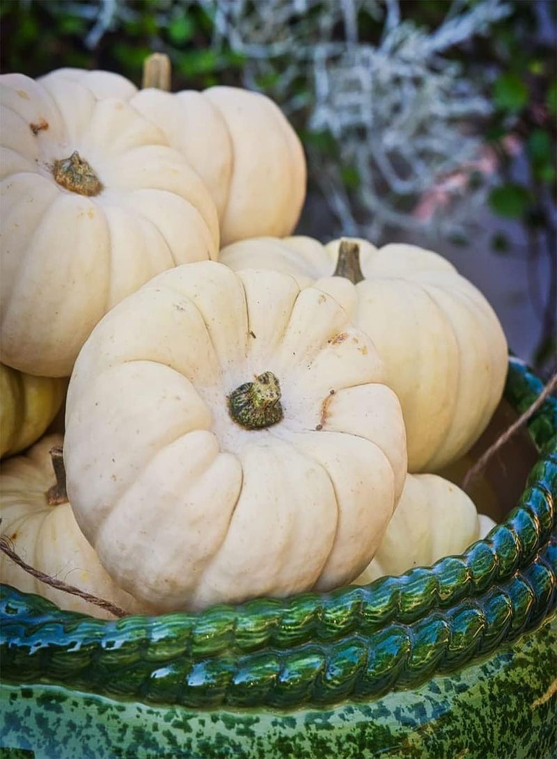 GGOOT 50 weiße Kürbiskerne gesunder Garten Hof effiziente Bepflanzung Gute ökologische Wirkung pflegeleichte Gemüsesorten bringen Erfolgserlebnisse - Image 1