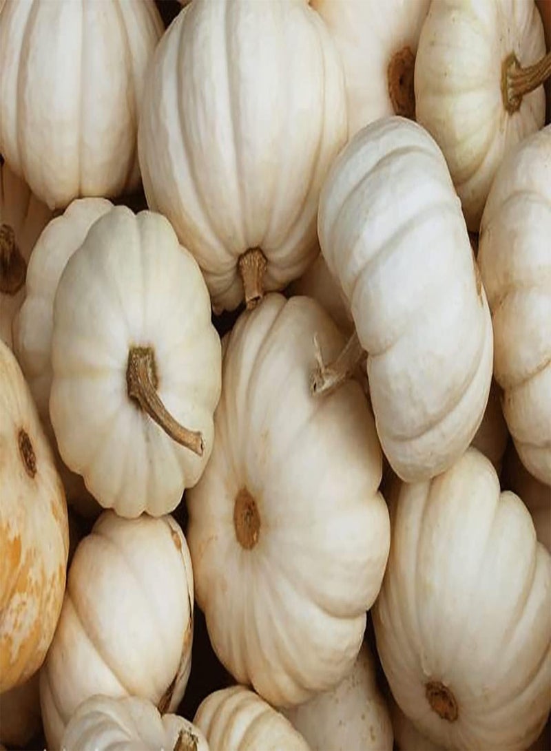 GGOOT 50 weiße Kürbiskerne gesunder Garten Hof effiziente Bepflanzung Gute ökologische Wirkung pflegeleichte Gemüsesorten bringen Erfolgserlebnisse - Image 2