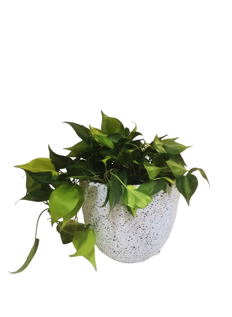    شتلة شوب نبات سكاندس في بوت ابيض تيرازو - Image 1