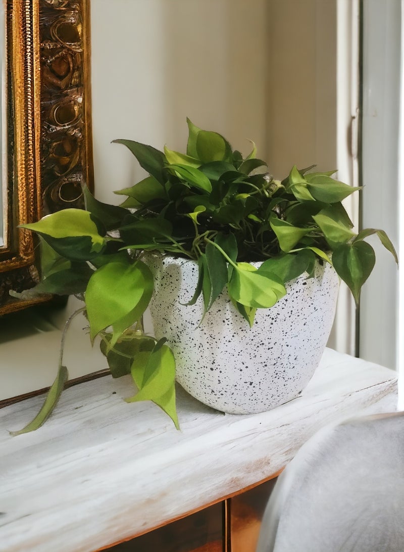    شتلة شوب نبات سكاندس في بوت ابيض تيرازو - Image 2