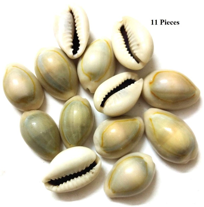 DS Cowrie Shells for Lakshmi Puja (Yellow) - Image 2