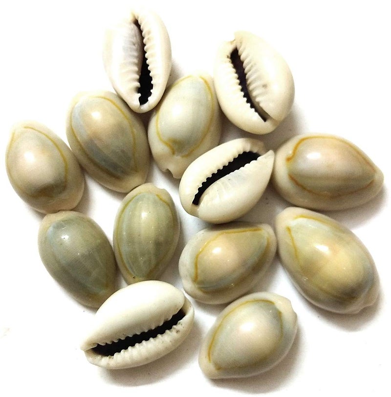 DS Cowrie Shells for Lakshmi Puja (Yellow) - Image 1