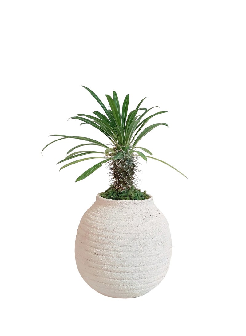 Shatla Shop نبات نخيل مدغشقر - Image 1