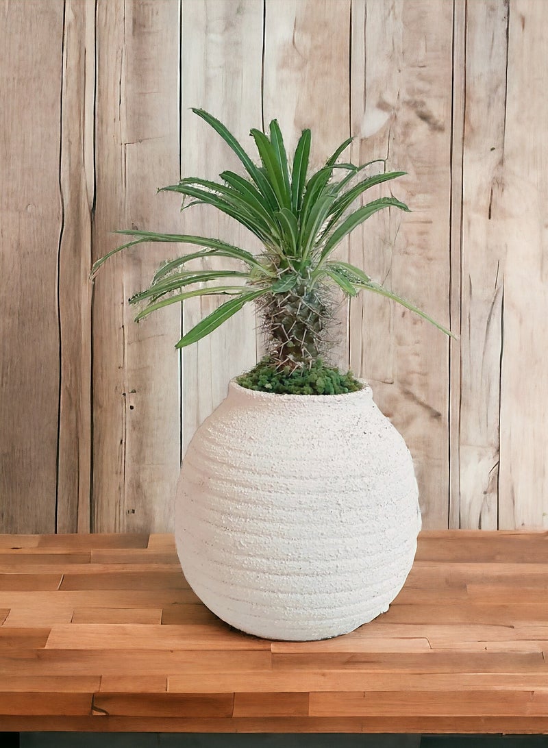 Shatla Shop نبات نخيل مدغشقر - Image 2