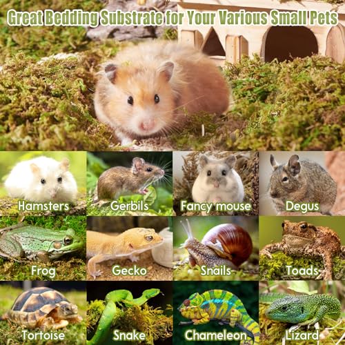 Riare 25QT Natural Hamster Moss Bedding Nesting-Soft Forest Moss Hamster Habitat Reptile Moss for Dwarf Syrian Hamsters, Mices, Gerbils, Reptiles, Small Pets (1.3LBS) - Image 4