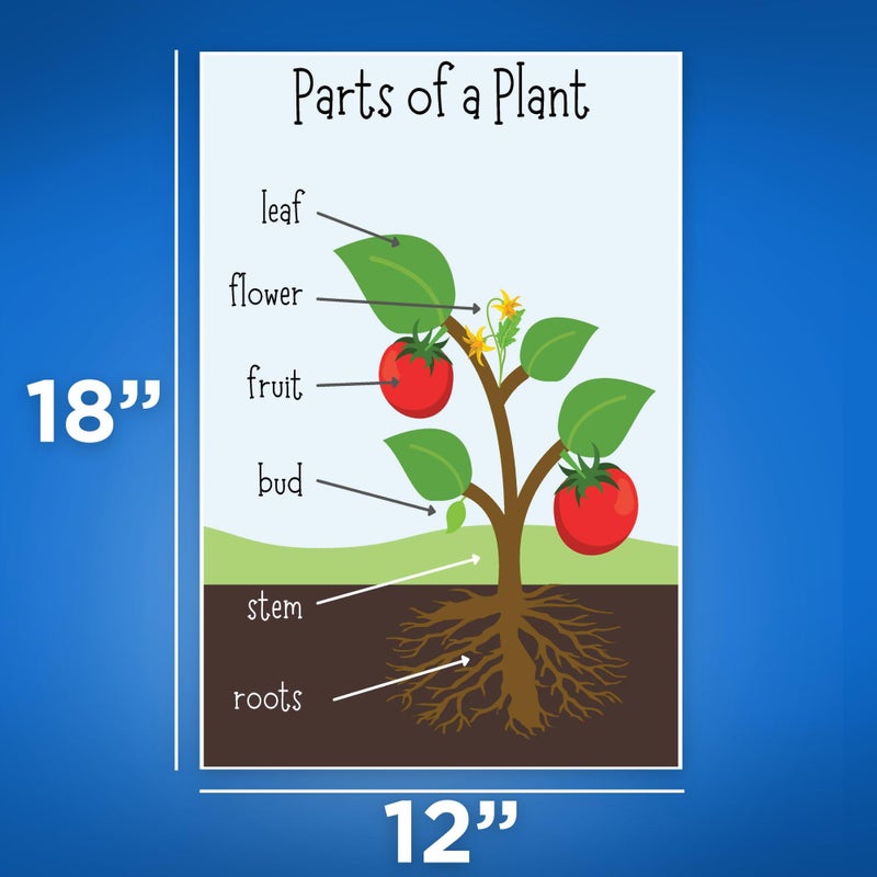 Bliss Monkey Co. Parts Of A Plant Poster - Anatomy Of A Plant - Science Classroom Poster - Early Learning Resources - 12 x 18 Inch Poster - Unframed - Premium 100lb Gloss - Made In USA - BMCP006 - Image 2