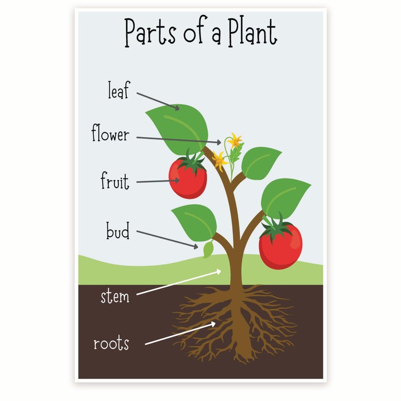 Bliss Monkey Co. Parts Of A Plant Poster - Anatomy Of A Plant - Science Classroom Poster - Early Learning Resources - 12 x 18 Inch Poster - Unframed - Premium 100lb Gloss - Made In USA - BMCP006 - Image 1