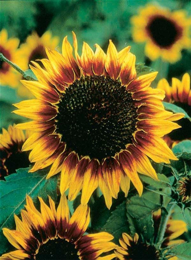 GGOOT Sunflower 'Ring of Fire' Seeds - Dwarf, Double Blooms, Vibrant Yellow Petals, Ideal for Small Gardens and Borders, Hardy and Adaptable (10 Seeds)