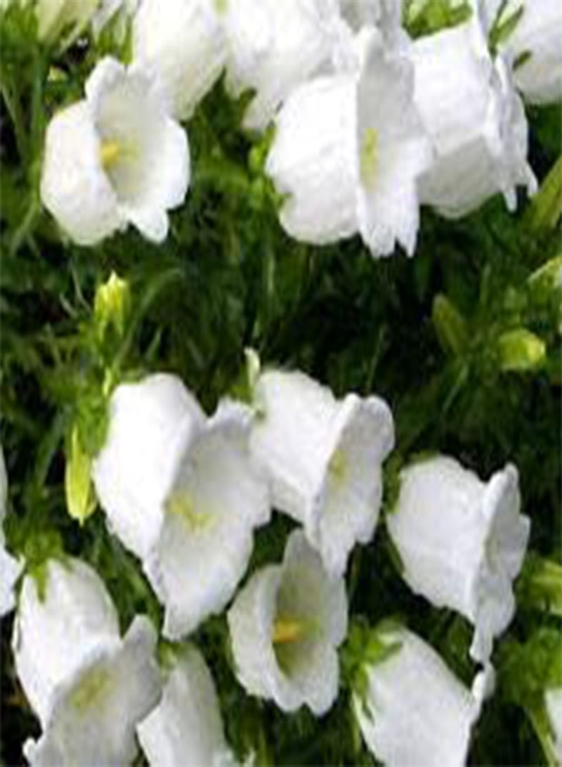 GGOOT Canterbury Bells White Campanula Medium - 1,00 Bulk (PKD) Seeds