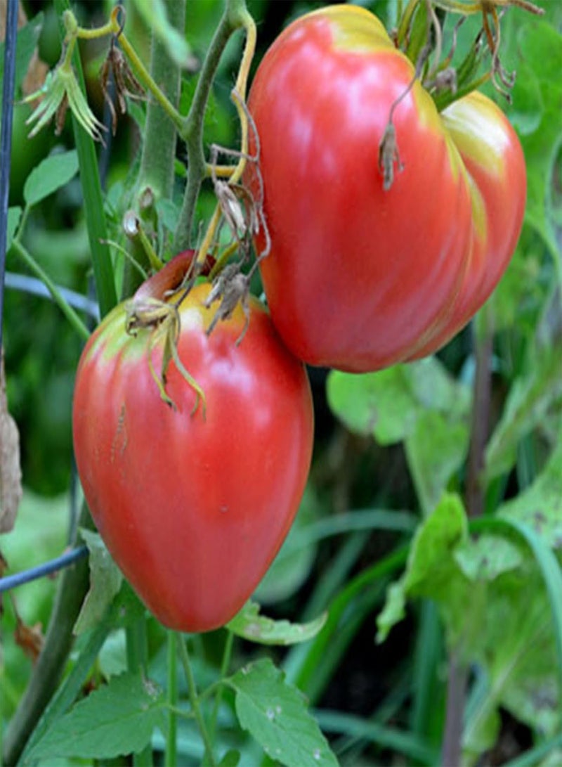 GGOOT Oxheart Pink Tomato - Lycopersicon esculentum 'Oxheart Pink' Vegetable Seeds, Also Known as The Hungarian Heart Home Garden Planting by Heavy Torch, 120 Seeds