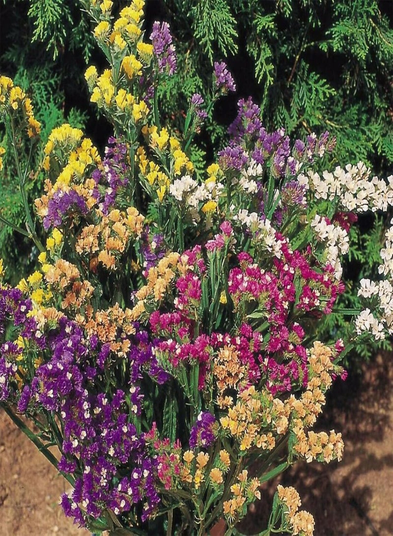 جي جوت 50 قطعة/حقيبة من بذور الليمونيوم سينينس، بذور زهور معمرة محمولة، زينة عطرية، مناسبة لتزيين الحدائق - Image 5