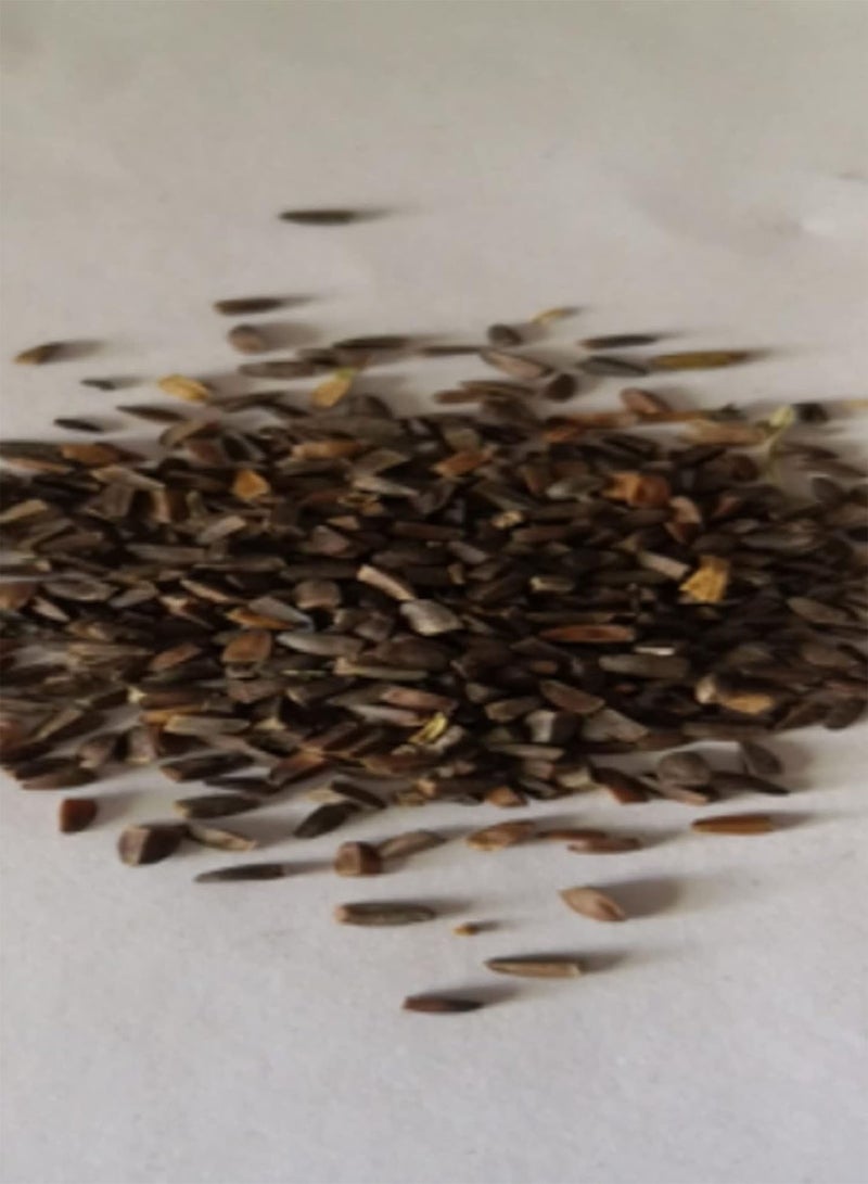 جي جوت 50 قطعة/حقيبة من بذور الليمونيوم سينينس، بذور زهور معمرة محمولة، زينة عطرية، مناسبة لتزيين الحدائق - Image 3