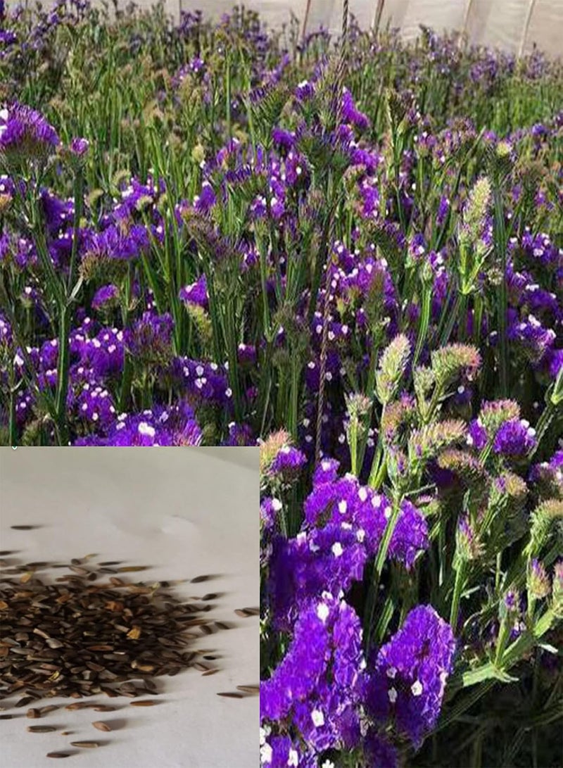 جي جوت 50 قطعة/حقيبة من بذور الليمونيوم سينينس، بذور زهور معمرة محمولة، زينة عطرية، مناسبة لتزيين الحدائق - Image 1