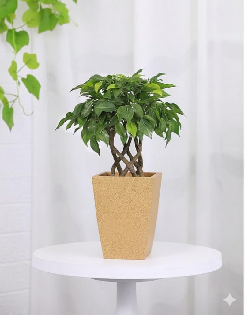 Leafy Tales Modern Roto Square Tower Planter for Home Décor 12 INCH, Highly Durable,Lightweight Indoor Outdoor Planter, Flower Pot Gamla - Image 3