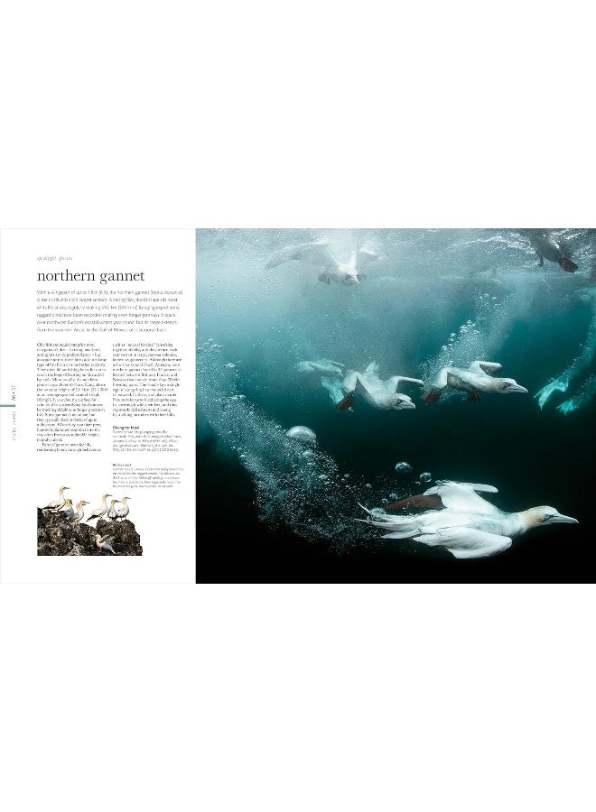 The Science of the Ocean: The Secrets of the Seas Revealed - Image 5