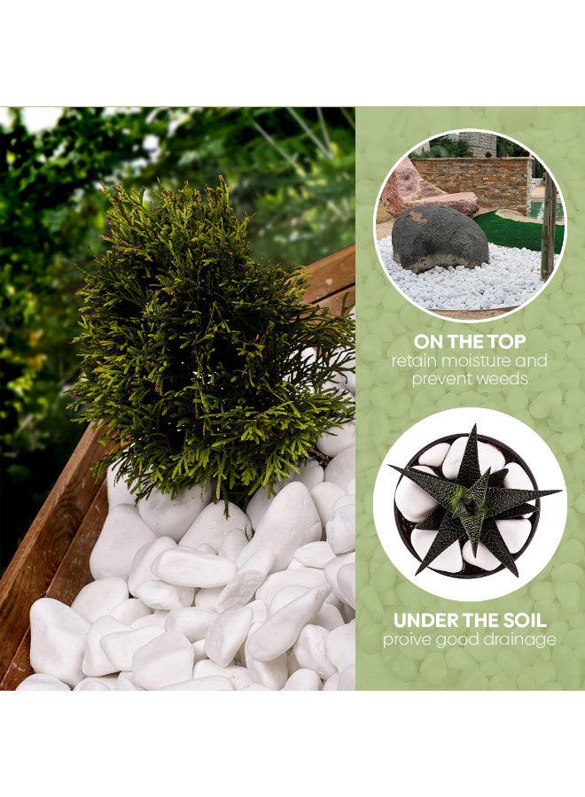 أرابيكو 2.5 رطل من صخور النهر الأبيض الكبيرة (3-7 سم) - أحجار زخرفية طبيعية ناعمة للنباتات، وتنسيق الحدائق، والمزهريات، وأحواض السمك، والحرف اليدوية، وديكور المنزل - Image 3