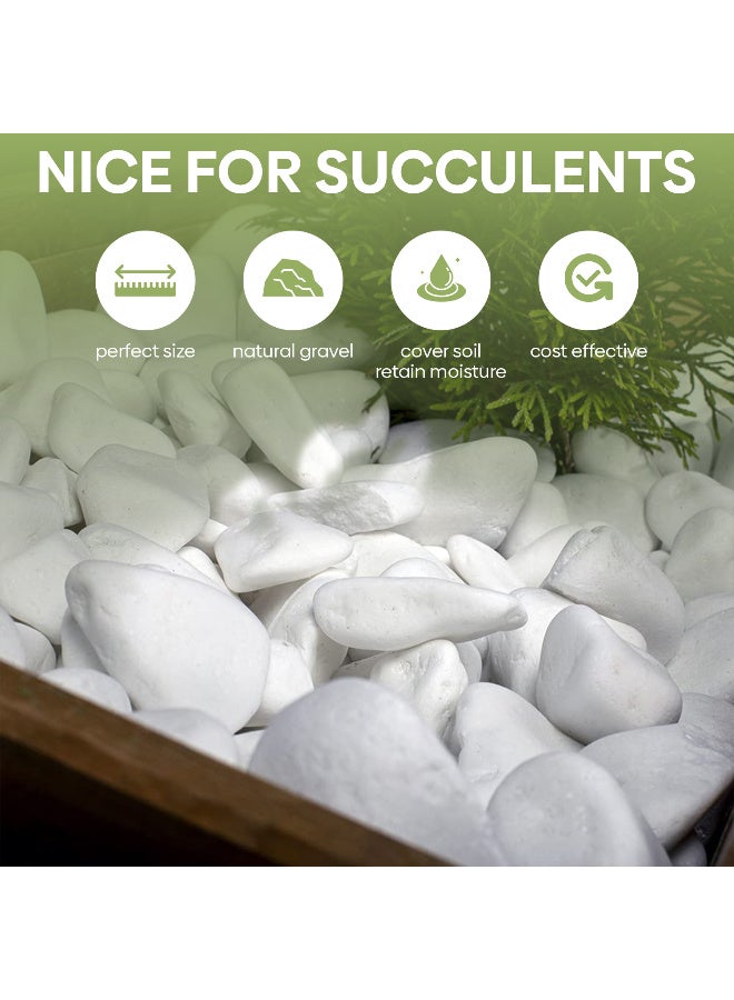 أرابيكو 2.5 رطل من صخور النهر الأبيض الكبيرة (3-7 سم) - أحجار زخرفية طبيعية ناعمة للنباتات، وتنسيق الحدائق، والمزهريات، وأحواض السمك، والحرف اليدوية، وديكور المنزل - Image 2