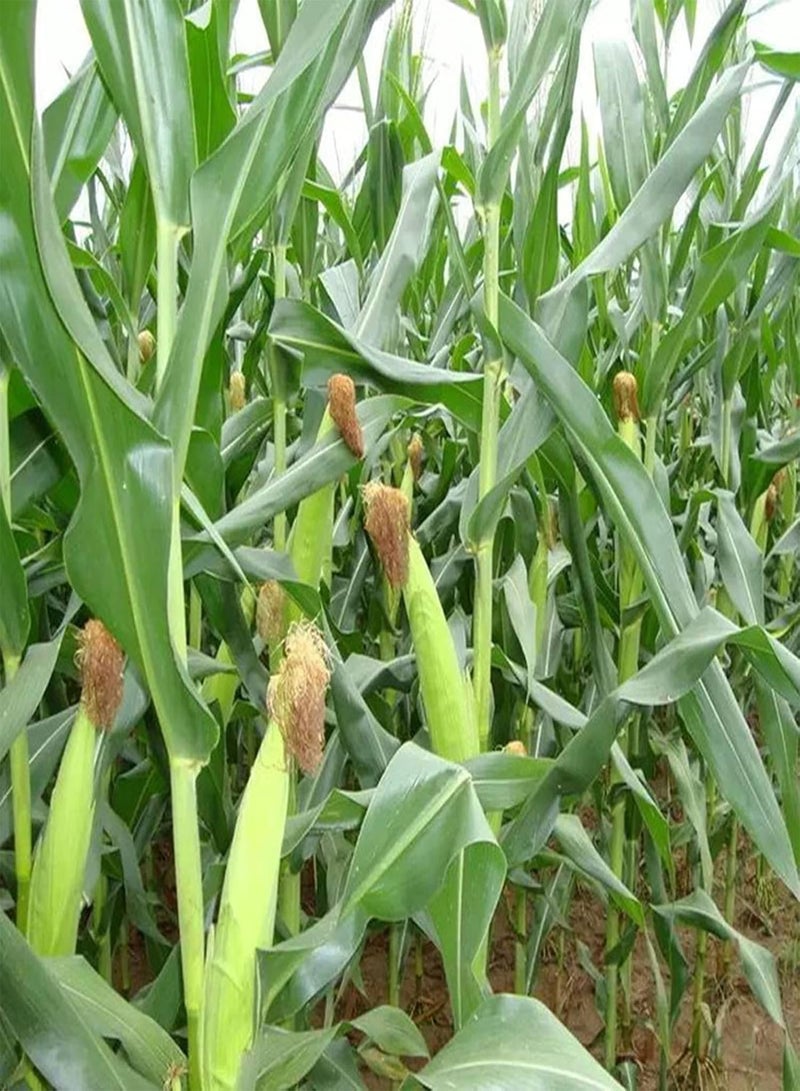 GGOOT 200Pcs/Bag Corn Seeds Sweet Rich Vitamins White Non-GMO Grains Seeds for Home Garden Seeds Sweet for Agriculture - Image 4