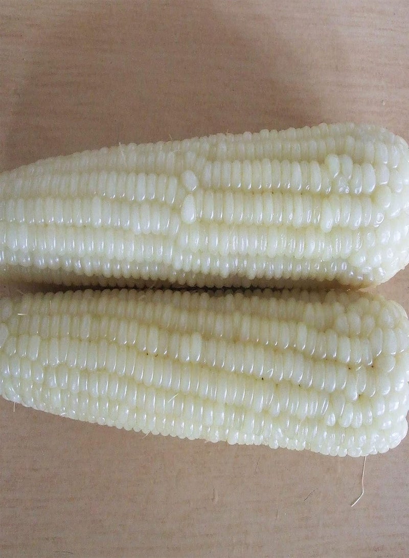 GGOOT 200Pcs/Bag Corn Seeds Sweet Rich Vitamins White Non-GMO Grains Seeds for Home Garden Seeds Sweet for Agriculture - Image 2