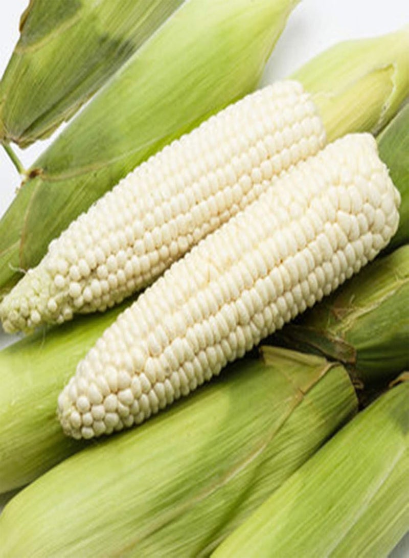 GGOOT 200Pcs/Bag Corn Seeds Sweet Rich Vitamins White Non-GMO Grains Seeds for Home Garden Seeds Sweet for Agriculture - Image 5