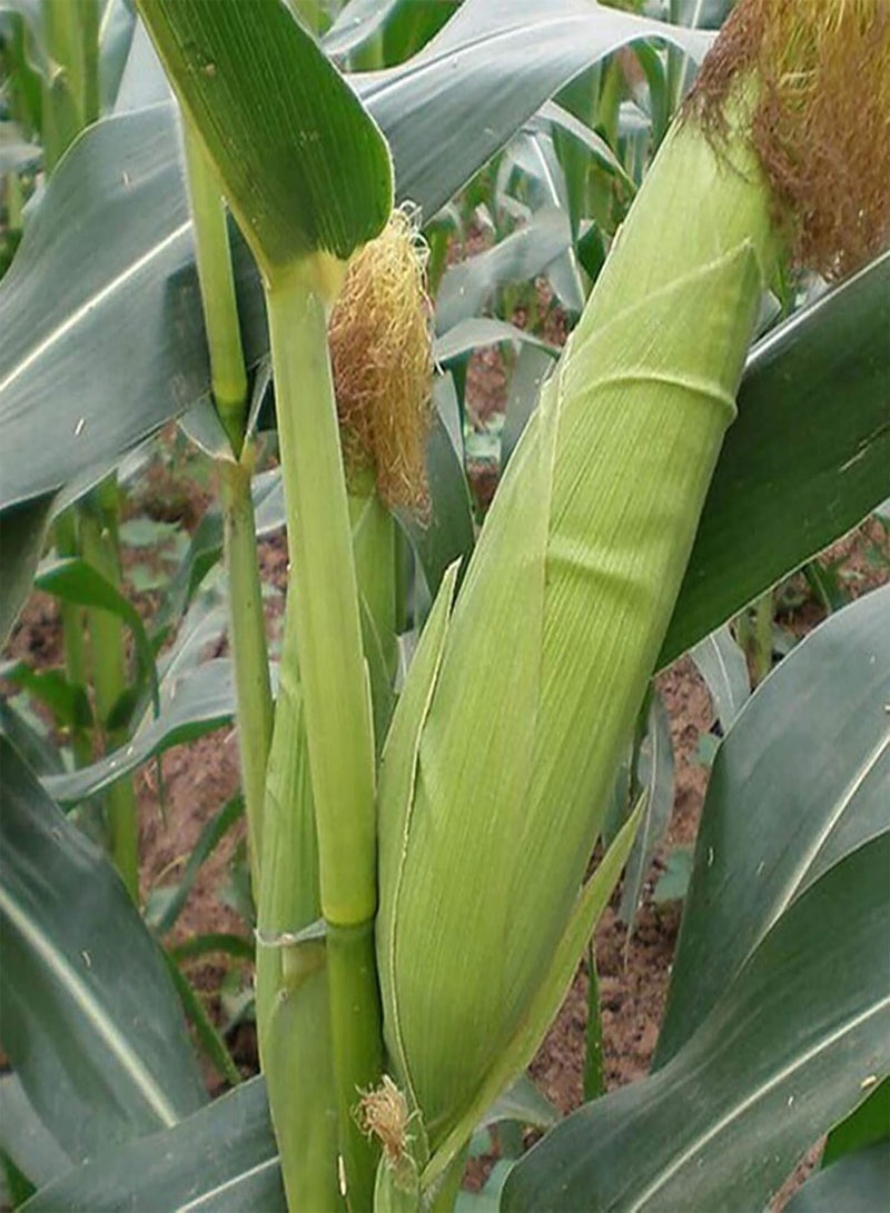 GGOOT 200Pcs/Bag Corn Seeds Sweet Rich Vitamins White Non-GMO Grains Seeds for Home Garden Seeds Sweet for Agriculture - Image 1