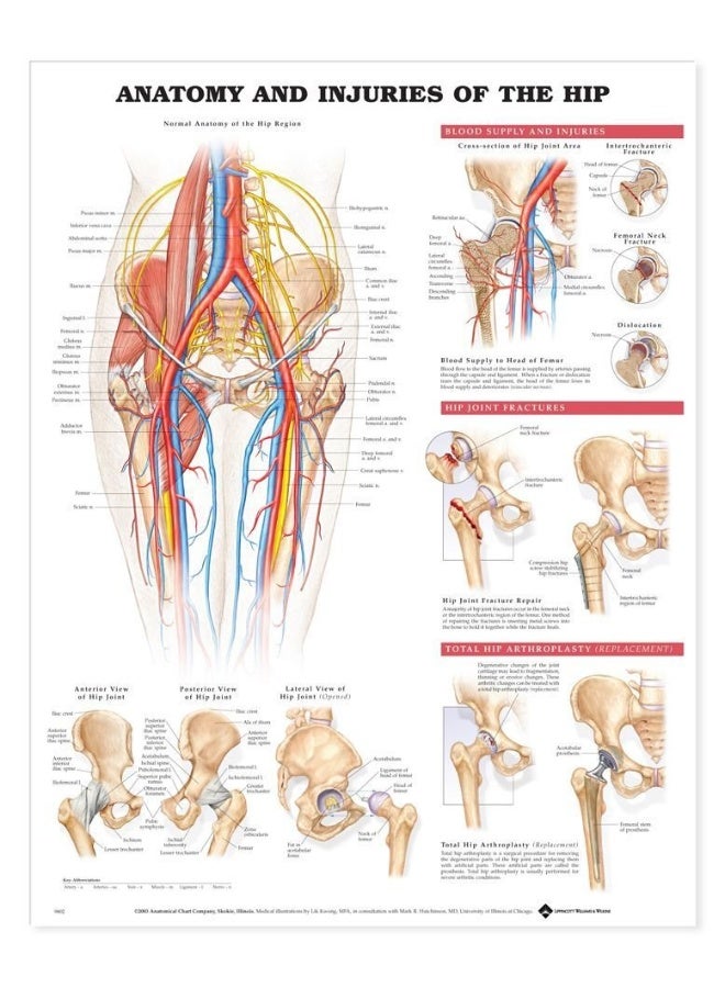 رسم بياني تشريحي لعلم التشريح وإصابات الورك - Image 2