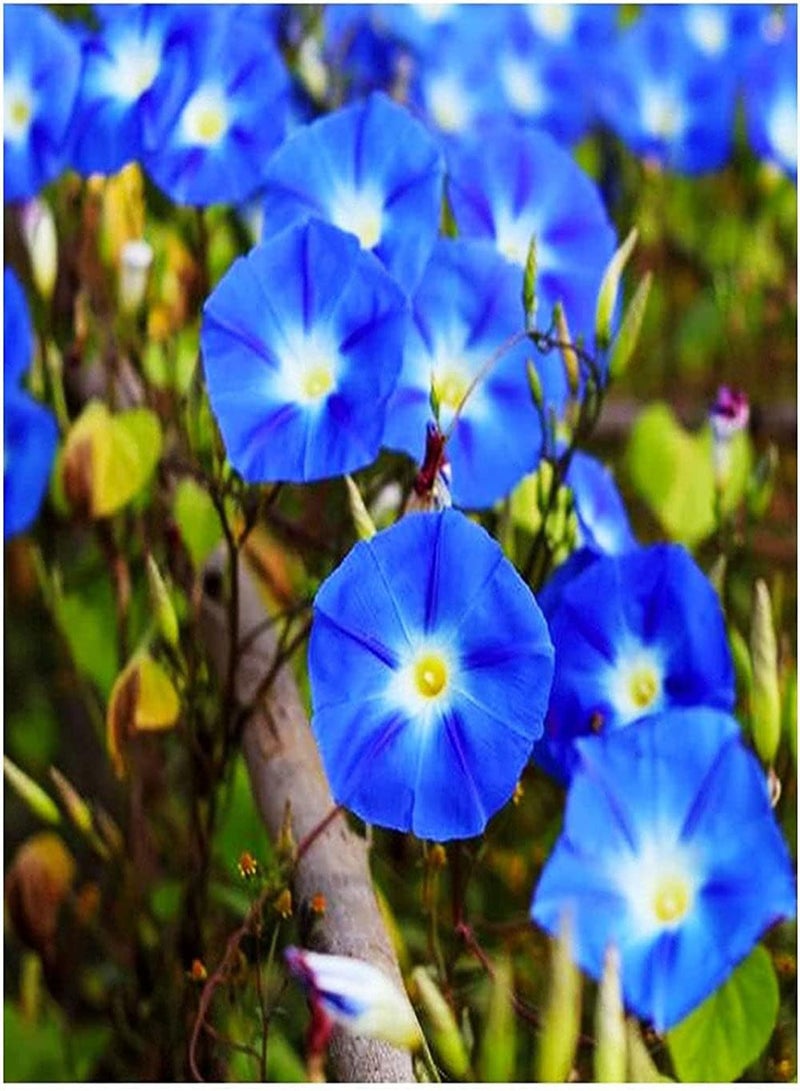 جي جوت 200 قطعة من بذور زهرة الصباح المختلطة، بذور زهور الكرمة المتسلقة الفريدة للزراعة في الحديقة والتراس، تنمو بسرعة - Image 2