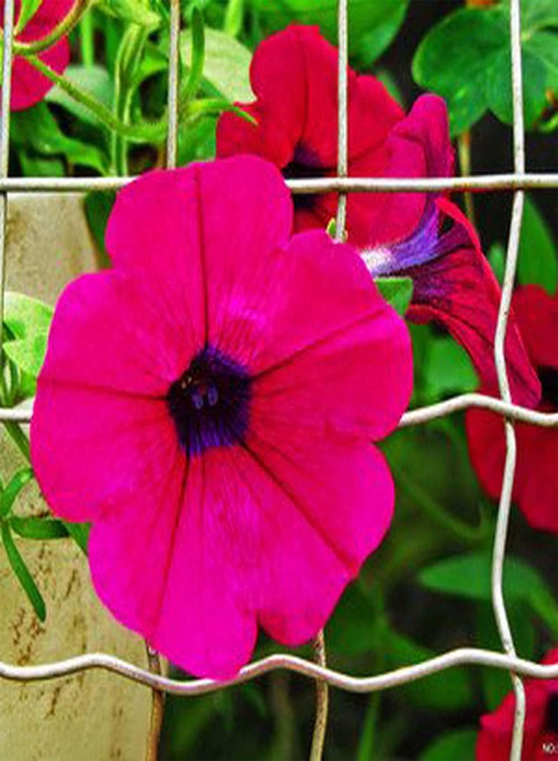 جي جوت 200 قطعة من بذور زهرة الصباح المختلطة، بذور زهور الكرمة المتسلقة الفريدة للزراعة في الحديقة والتراس، تنمو بسرعة - Image 3