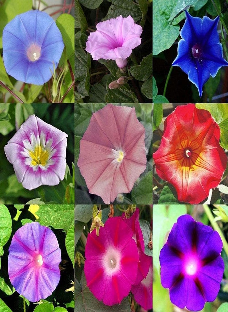 جي جوت 200 قطعة من بذور زهرة الصباح المختلطة، بذور زهور الكرمة المتسلقة الفريدة للزراعة في الحديقة والتراس، تنمو بسرعة - Image 1