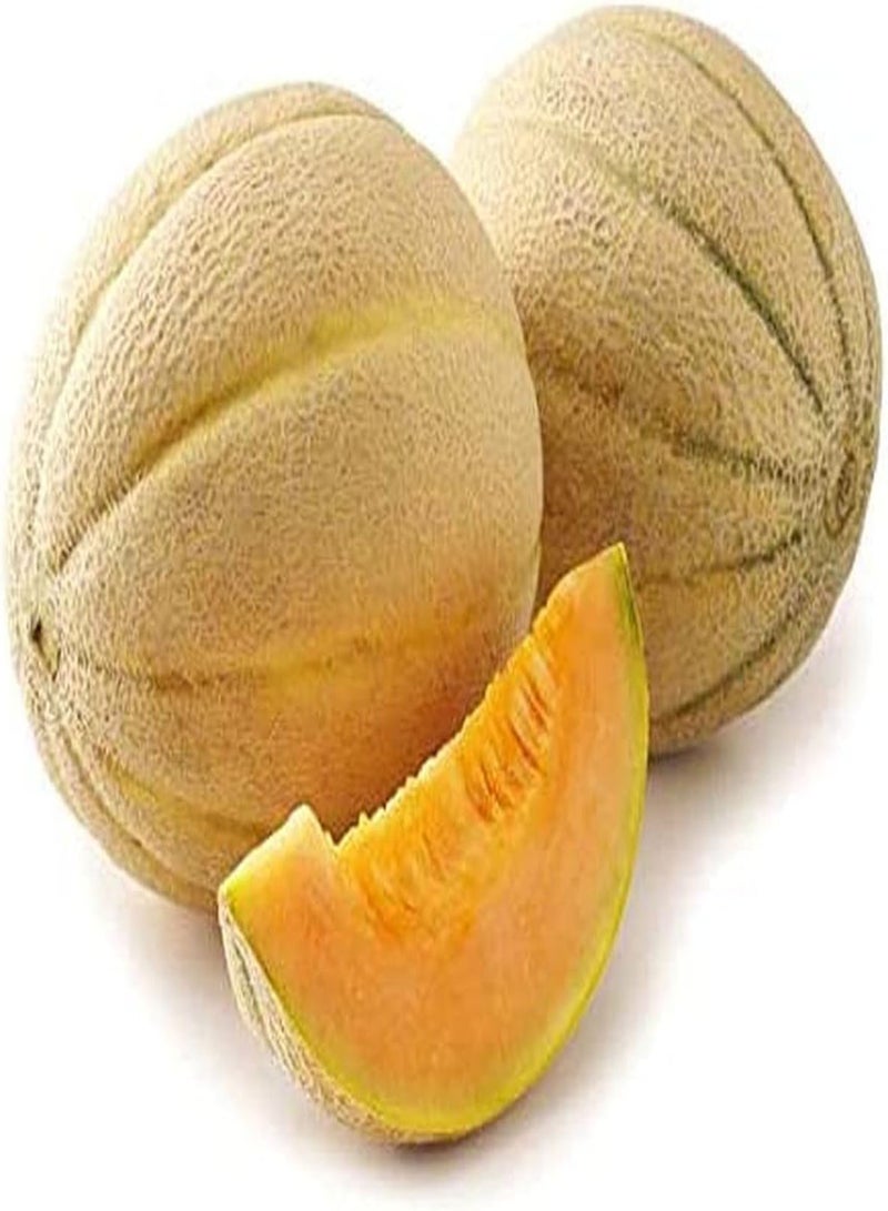 GGOOT Cantaloupe Samen 30Stück Lange wirtschaftliche Lebensdauer jährliches Klettern süße saftige Hami Melone natürliche Frucht Garten Hof Bauernhof Pflanzen - Image 1
