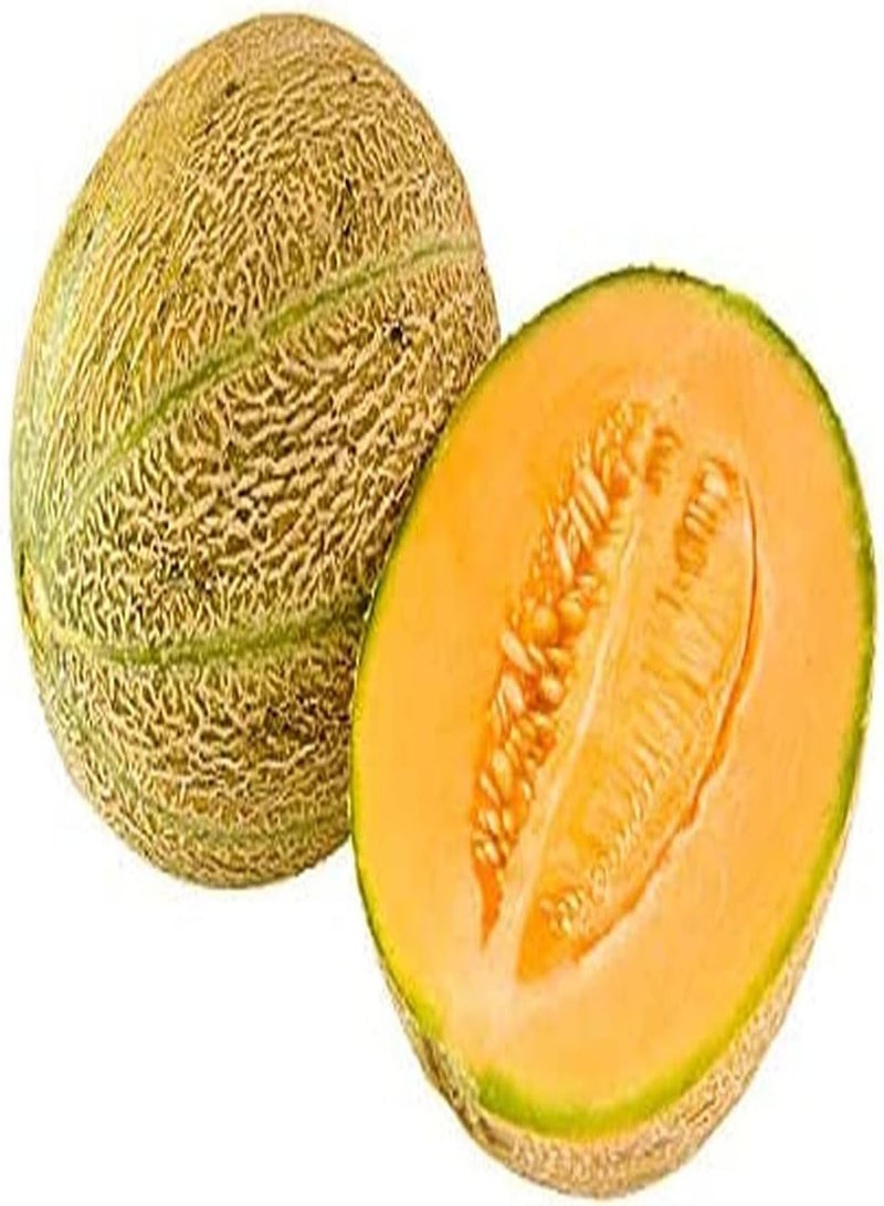 GGOOT Cantaloupe Samen 30Stück Lange wirtschaftliche Lebensdauer jährliches Klettern süße saftige Hami Melone natürliche Frucht Garten Hof Bauernhof Pflanzen - Image 2