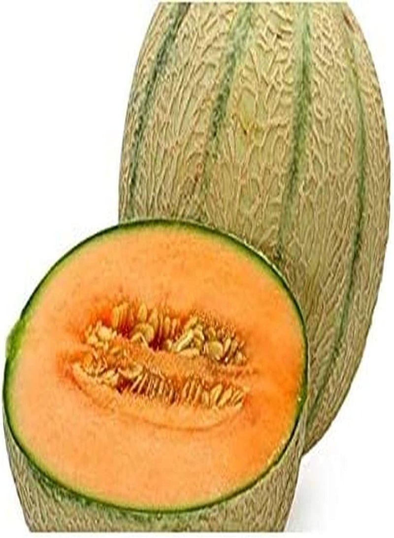 GGOOT Cantaloupe Samen 30Stück Lange wirtschaftliche Lebensdauer jährliches Klettern süße saftige Hami Melone natürliche Frucht Garten Hof Bauernhof Pflanzen - Image 3