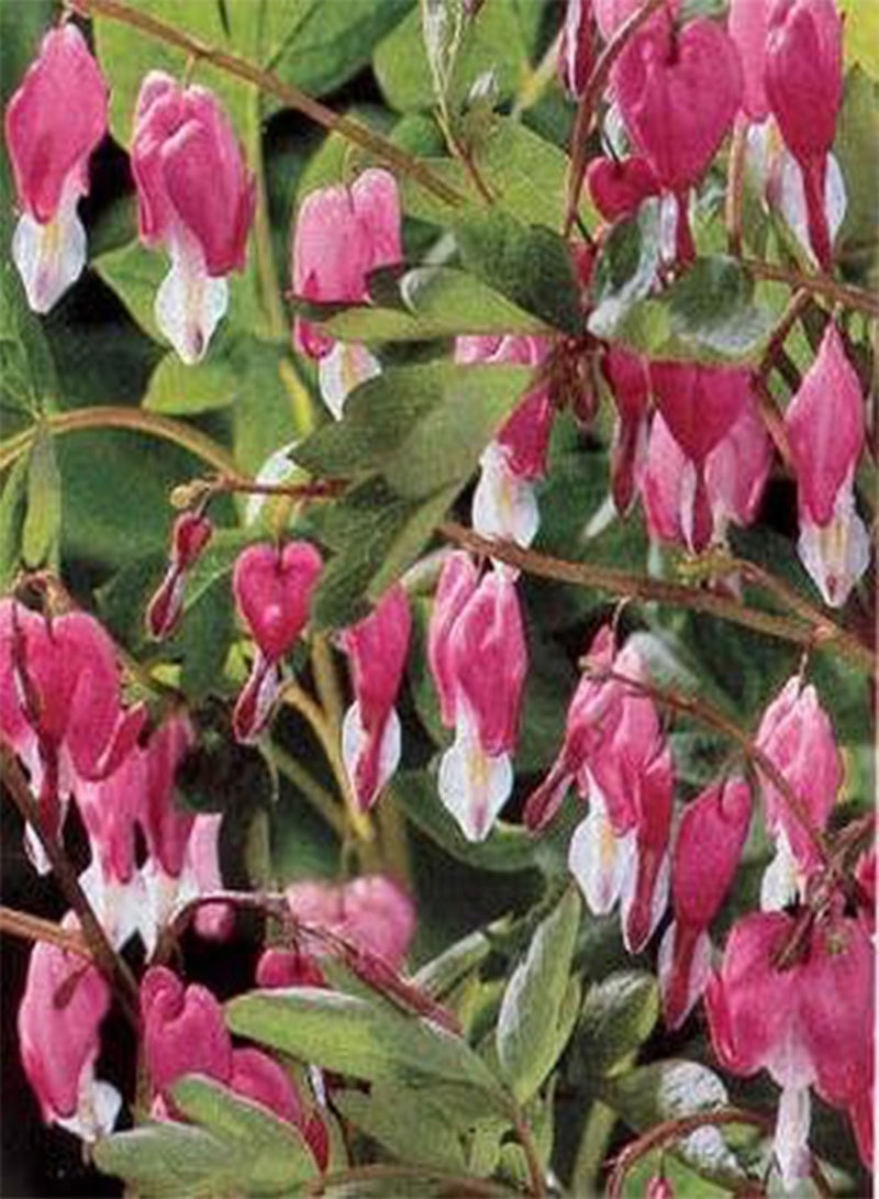 Dicentra Bleeding Heart spectabilis Pink 100 Seeds