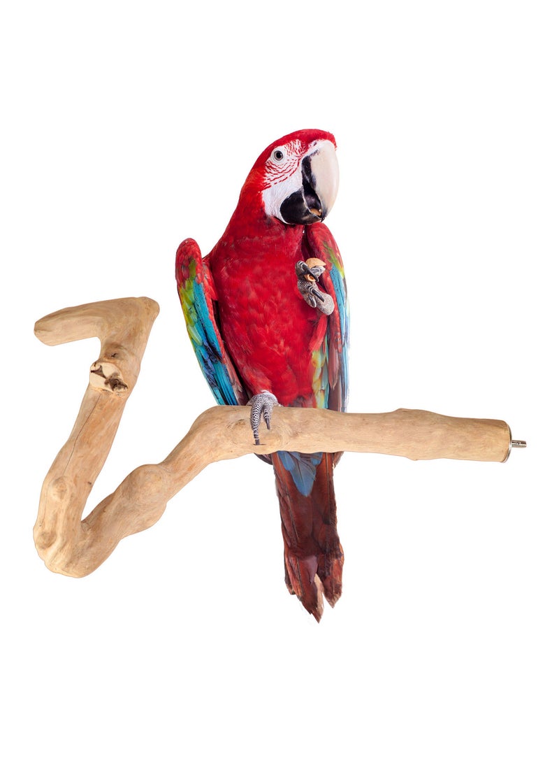 CHEWY BEAK Wooden Parrot Perch Stick for Large Birds & Parrots Indonesian Java wood Perches Parrot Accessories - Image 1