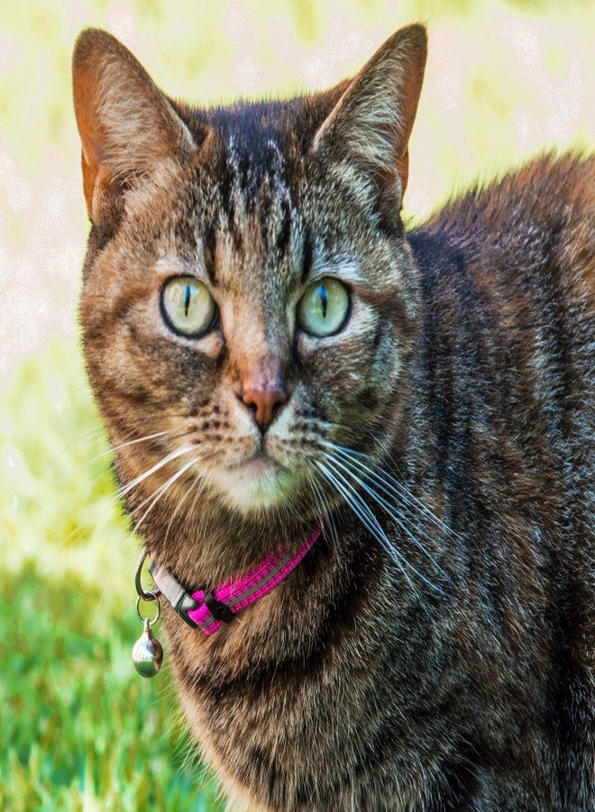 Rogz Reflective Nylon Cat Collar with Breakaway Clip and Removable Bell, fully adjustable to fit most breeds, Pink - Image 2