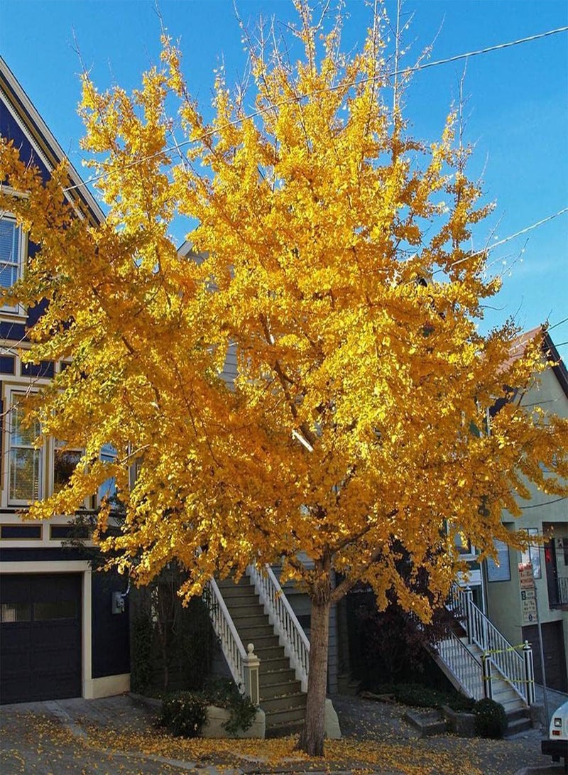 جي جوت 10 قطع من بذور الجينجو ذات الظل الخفيف المرقط من خلال الأوراق تضفي شعورًا جماليًا وتضيف منظرًا طبيعيًا جميلًا إلى جمال الحديقة - Image 1