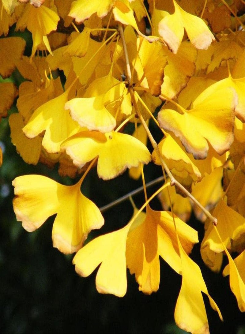 جي جوت 10 قطع من بذور الجينجو ذات الظل الخفيف المرقط من خلال الأوراق تضفي شعورًا جماليًا وتضيف منظرًا طبيعيًا جميلًا إلى جمال الحديقة - Image 2