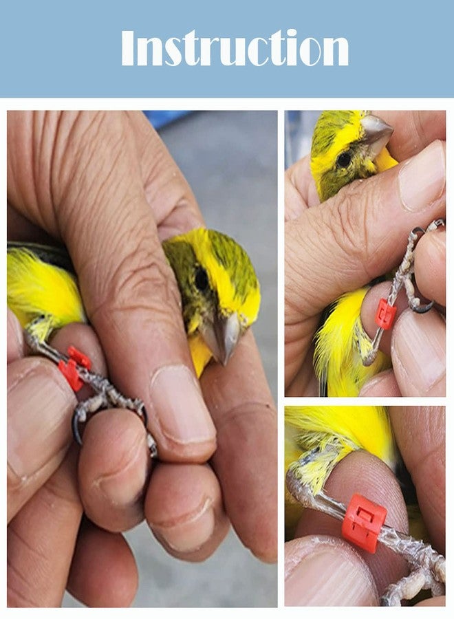FOIBURELY 20 pcs Bird Leg Clip Ring 3mm for Canary Gouldian Zebra Finch Society Bird Clip Foot Ring (Diameter 3mm) - Image 4