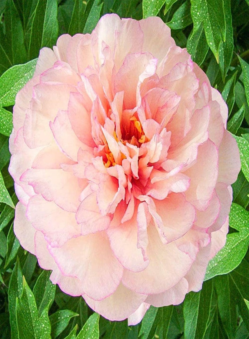 GGOOT 2pcs Light Pink Peony seeds for Patio Balcony Planting Heirloom Strong Adaptability Easy to Maintain Suitable for Beginners - Image 1