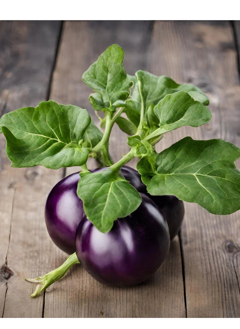 GROW - Big Eggplant seeds - Al Fajr - Image 1