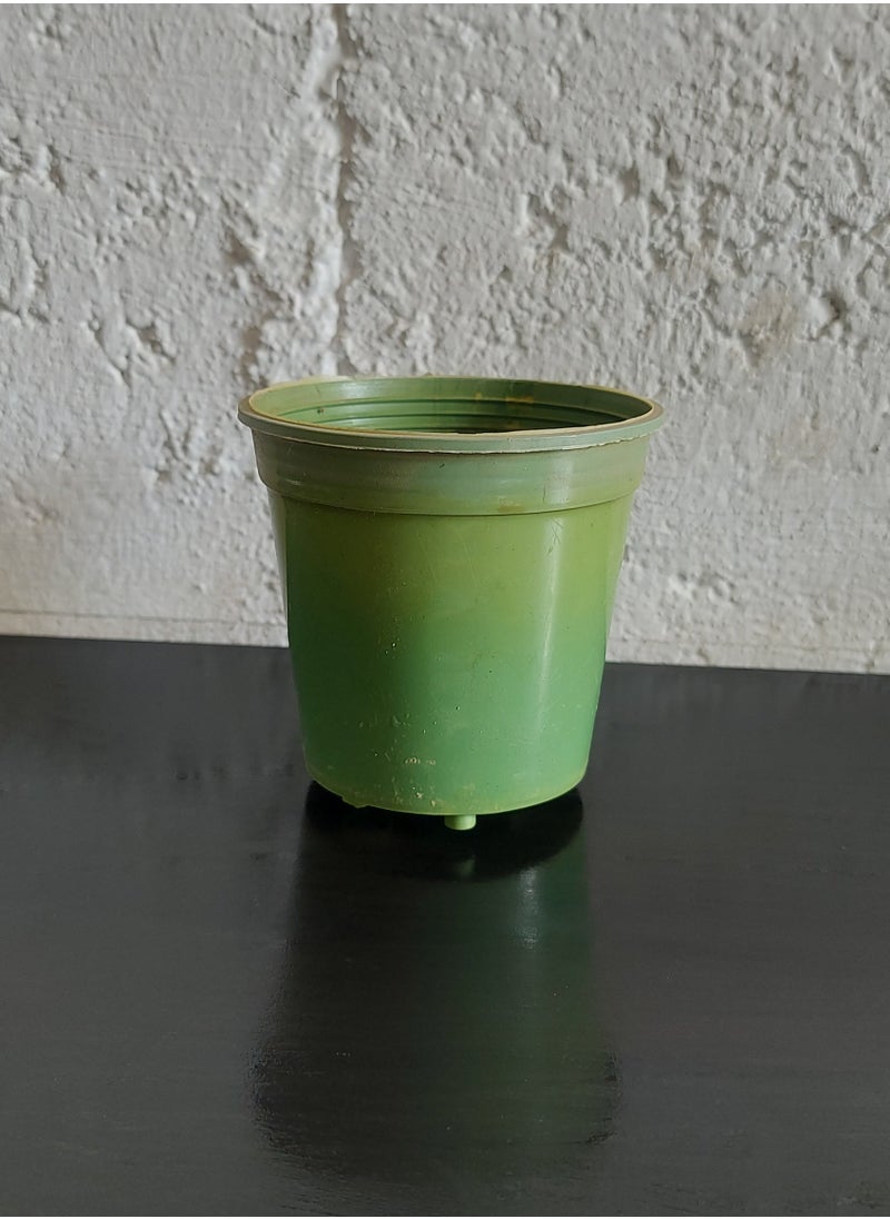 GROW 10 Pots 8cm coored plastic 