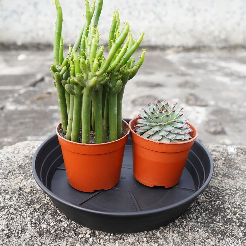LWALRS 4 Packs 8 Inches Plant Saucer Drip Trays, Round Plastic Plant Pot Saucers Flower Pot Tray for Indoor Outdoor - Image 5