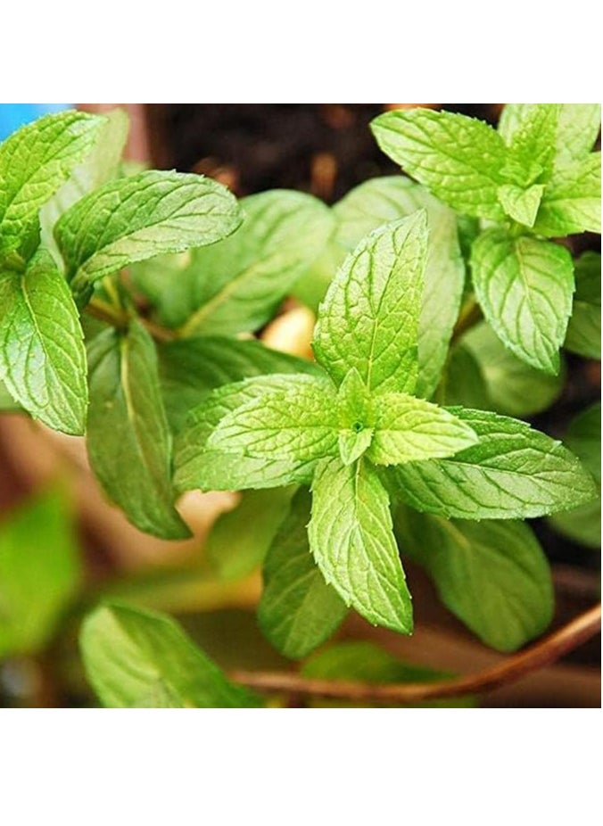 Peppermint Menta Piperita Premium Quality Seeds By Hortus