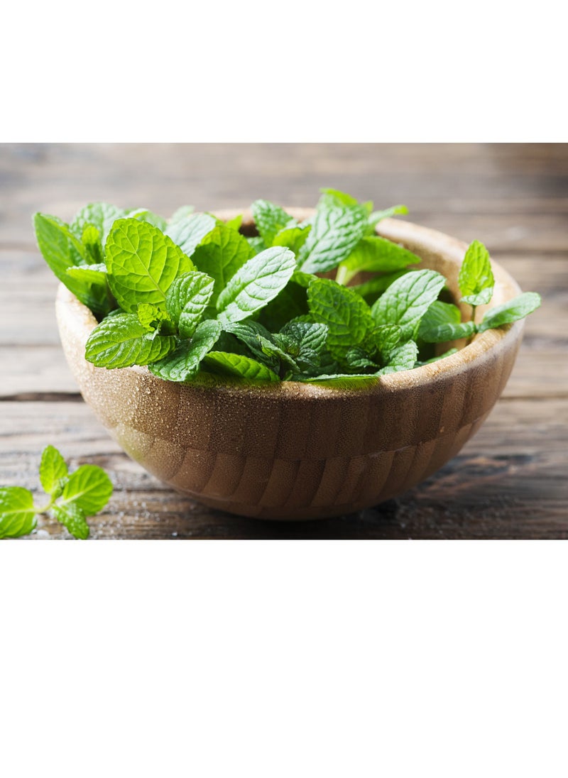 Peppermint Menta Piperita Premium Quality Seeds By Hortus