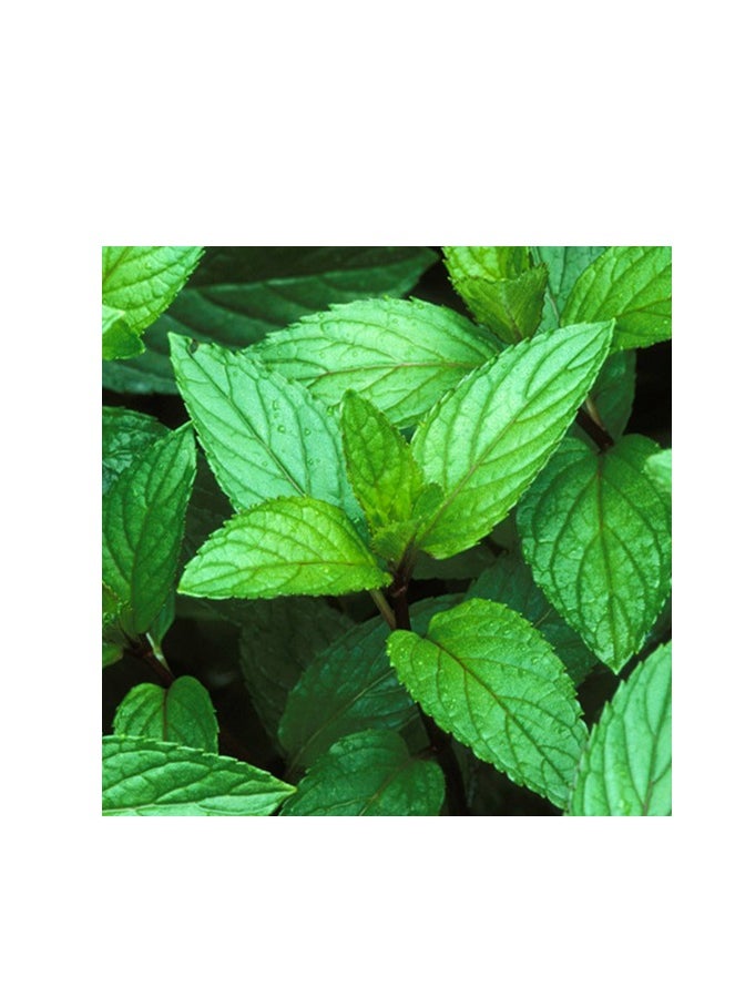 Peppermint Menta Piperita Premium Quality Seeds By Hortus