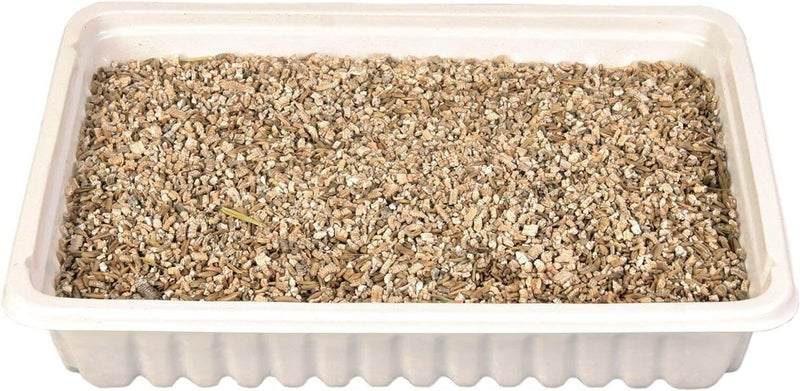 Trixie Cat Grass in Tray for Cats 100g - Image 4